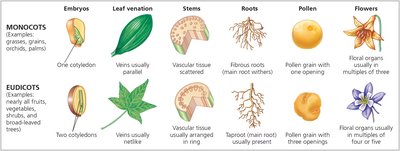 Comparison of monocots and eudicots