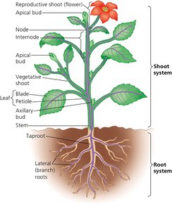Diagram of a flowering plant showing root and shoot systems