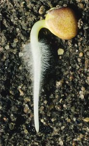 Root hairs of a radish seedling