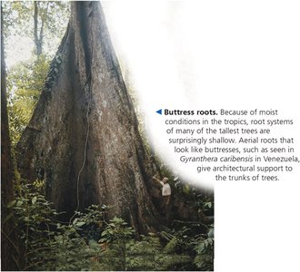 Buttress roots of a tropical tree
