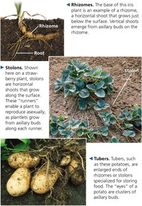 Examples of rhizomes, stolons, and tubers