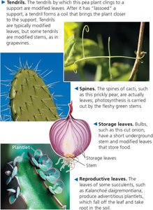 Leaf adaptations: tendrils, spines, storage, and reproductive leaves