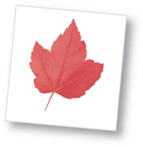 Red maple leaf showing intermediate toothiness