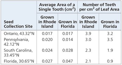 Table of red maple leaf tooth size and number by location