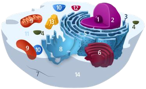 Diagram of a eukaryotic cell with organelles