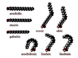 Structures of various fatty acids