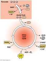 Citric acid cycle and ATP production