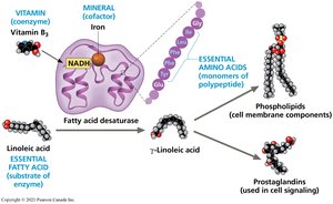 Essential nutrients and their roles