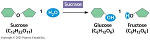 Enzymatic breakdown of sucrose