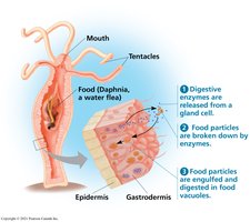 Gastrovascular cavity digestion