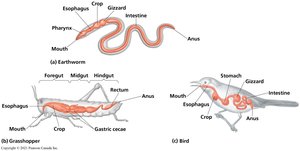 Alimentary canals in different animals