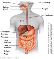 Human digestive system