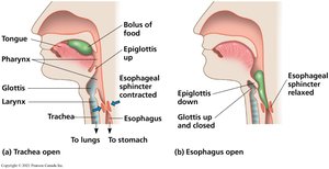 Oral cavity, pharynx, and esophagus