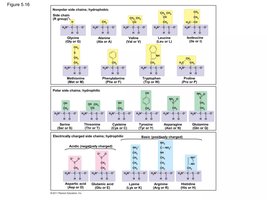 Amino acid structures