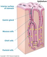 Stomach lining and gastric glands