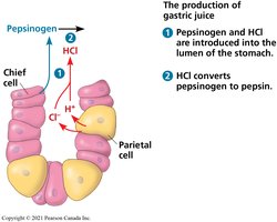 Stomach lining and mucous protection