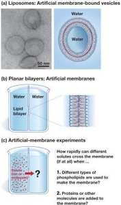 Liposomes and artificial membranes