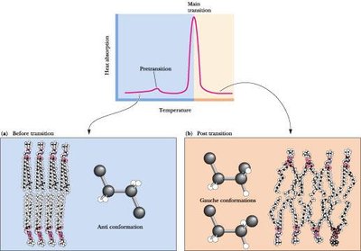 Membrane below and above Tm