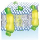 Membrane proteins in bilayer