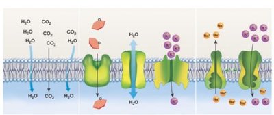 Passive and active transport diagram