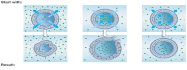 Osmosis and cell volume changes