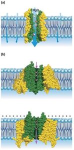Aquaporins and potassium channels