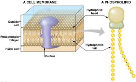 Phospholipid in cell membrane