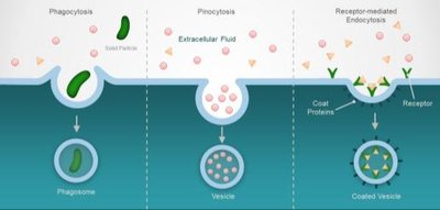 Types of endocytosis