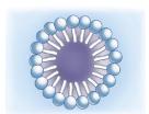 Lipid micelle structure