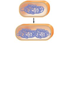 Step 1 of binary fission: chromosome duplication