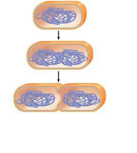 Step 2 of binary fission: cell elongation and chromosome separation