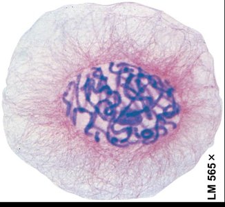Eukaryotic chromosome structure