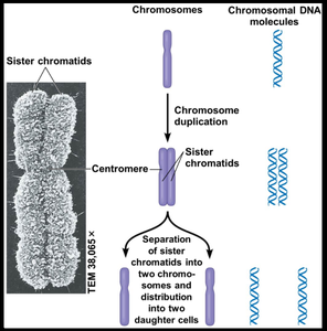 Chromosome duplication and separation