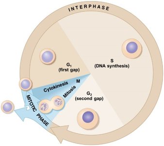 Diagram of the cell cycle