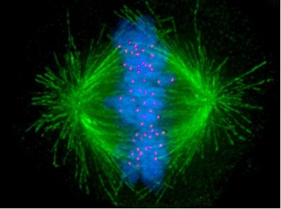 Mitotic spindle and centrosomes