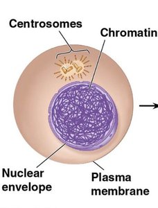 Chromatin structure in interphase