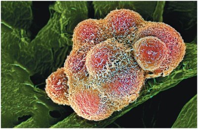 Cluster of dividing cells under microscope