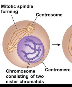 Prophase: spindle forming and chromosomes condensing