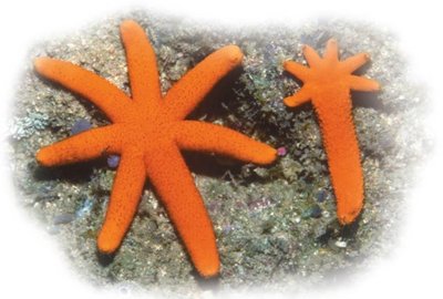 Sea star reproducing asexually via fragmentation