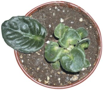 Plant cutting rooting as an example of asexual reproduction
