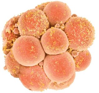 Early embryonic development showing cell division