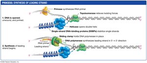 Synthesis of leading strand: primase, helicase, SSBPs, sliding clamp, DNA polymerase