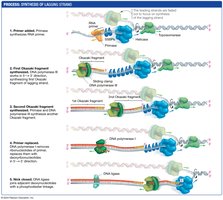 Synthesis of lagging strand: primase, DNA polymerase, Okazaki fragments, DNA ligase
