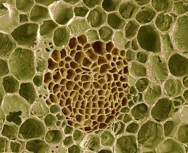 Cross-section of vascular tissue showing xylem and phloem