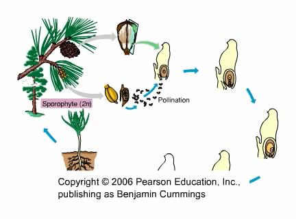 Life cycle of a gymnosperm showing pollination and fertilization