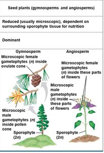 Comparison of gametophyte reduction in gymnosperms and angiosperms
