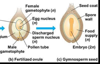 Diagram of gymnosperm seed development