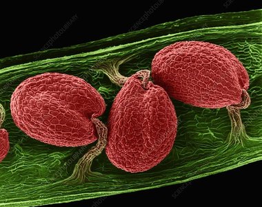 Close-up of gymnosperm seed structure