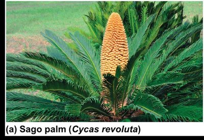 Sago palm (Cycas revoluta), a gymnosperm