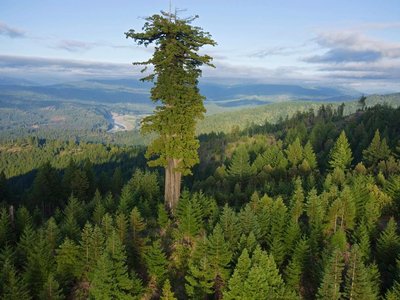 Tall tree demonstrating evolutionary advantage of vascular tissue